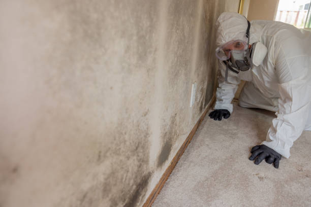 Best Asbestos and Lead Testing During Mold Inspection in Hydro, OK