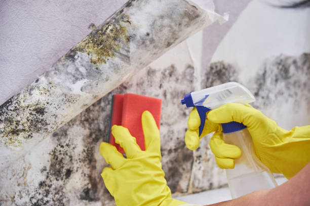 Best Basement Mold Removal in Hydro, OK